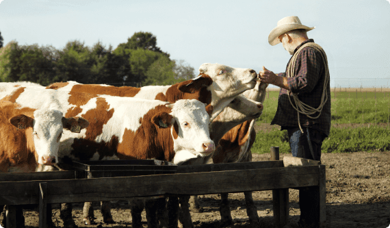 a man standing next to a fence with cows behind it