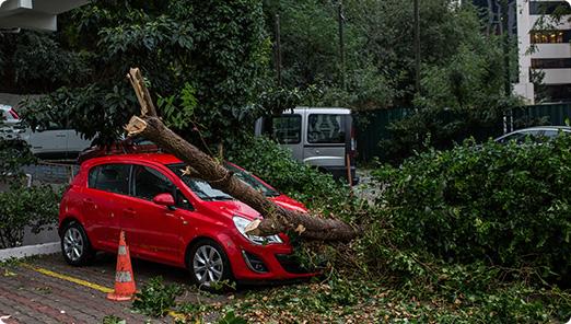 a tree that has fallen on a car